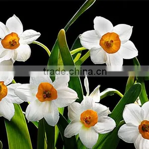 Zhangzhou Narcissus Tazetta Bulbs Daffodil Flower Bulb thumbnail-1