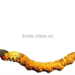 High Quality Natural Cordyceps Sinensis Extract/Cordyceps Sinensis Powder thumbnail-2