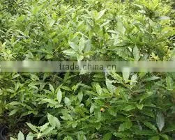Bay Leaf Oil (Cinnamomum Tamala) thumbnail-4