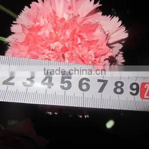 Fresh Cut Flowers Carnation Varieties Flowers thumbnail-1