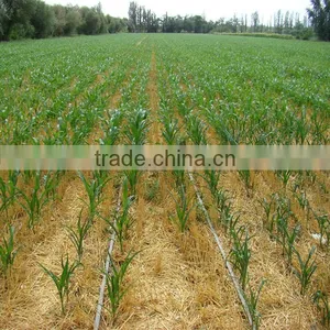 Flat and Emitter Drip Tape Irrigation With Thickness 0.25MM thumbnail-3