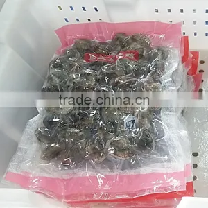 Frozen Variegated Clam Cheap Pirce For Sale thumbnail-2