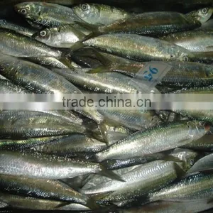 Frozen Sardines thumbnail-1