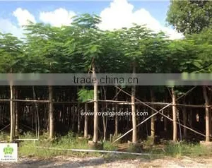 Royal Gardening Nursery Guangzhou company overview - view 3 thumbnail