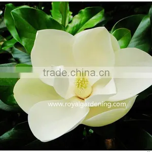 Magnolia Grandiflora Cold Hardy Landscaping Trees thumbnail-2