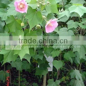Hibiscus Syriacus Flower thumbnail-1