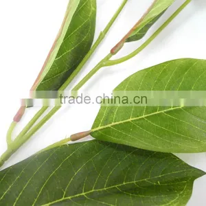 Indoor Christmas Flower Foliage Plant thumbnail-4