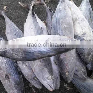Big Size Belted Bonito and Sarda Orientalis thumbnail-1