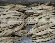 Small Size Pre-cooked Bonito Tuna Loin of Frozen Seafood thumbnail-1