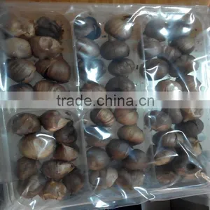China Black Single Clove Garlic thumbnail-4