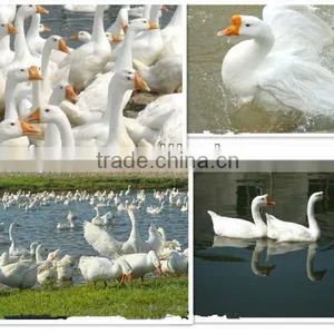 Feather and Down Company thumbnail-3