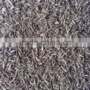 Fennel Seed With Good Quality From CHINA for Sale thumbnail-1