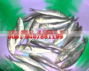 Coastal Catch Exim company overview - view 1 thumbnail