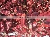 Yidu Chilli thumbnail-1