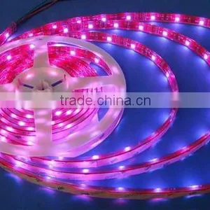 Zhongshan IP67 5050 SMD 12v Led Lights Strip thumbnail-1