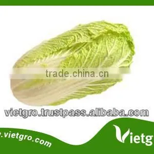 High Quality Fresh Organic Cabbages VGCC0012 thumbnail-1