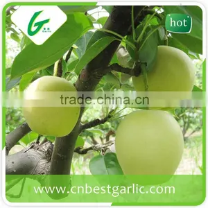 9kg 18kg Bulk Fresh Crown Pear thumbnail-2