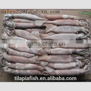 Frozen Illex Squid 10KG/CTN thumbnail-1