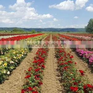Rose Plants / Grafted Rose Plants thumbnail-1