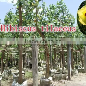 for Outdoor Landscaping Ornamental Bonsai Plants thumbnail-5