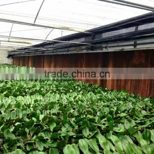 Foshan Manufacturer Cherry Tree Greenhouse Evaporative Cooling Pad thumbnail-2