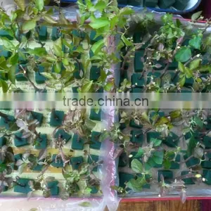 Cultivation Phenolic Resin Hydroponic Trays , Soil-free Trays With Holes thumbnail-5