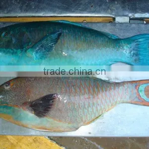 FROZEN Parrot Fish Whole Gutted thumbnail-1