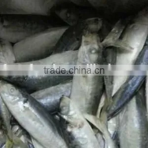 Horse Mackerel/Frozen Mackerel Fish thumbnail-1