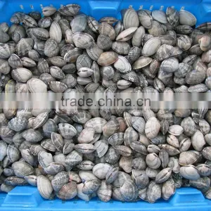 Frozen Vacuumed Cooked Short Necked Clam Wild Caught thumbnail-4