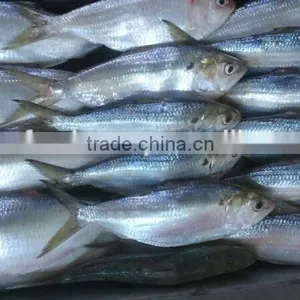 Frozen Sardine Fish thumbnail-1