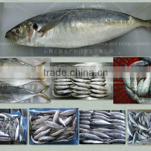 New Laning Whole Round Seafrozen Horse Mackerel for Canning With Good Quality and Competitive Price thumbnail-2