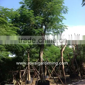 Delonix Regia Ornamental Plants Tropical Trees thumbnail-1