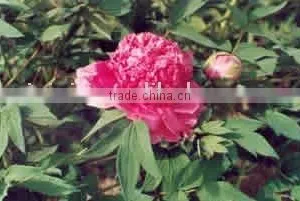 Peony Plant Root thumbnail-1
