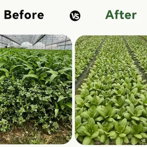 Premium Quality Weed Barrier Fabric for Agriculture and Landscaping Projects thumbnail-4