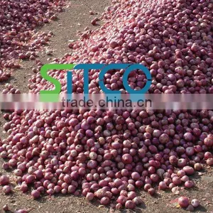 Fresh Golti Onion thumbnail-1