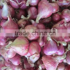 Fresh Red Onion thumbnail-1