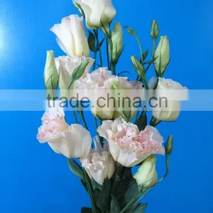 Fresh Top Sell Wholesale Fresh Lisianthus Flower thumbnail-1