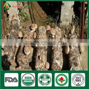 China Wholesale Supplier Fresh Organic Green Shiitake Mushroom Growing Log Kit thumbnail-4