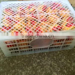 Sell Good Farmer Big Mandarin Orange Brother Kingdom thumbnail-5
