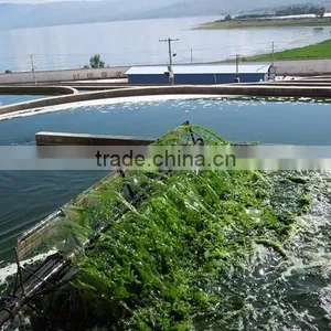 High Quality Natural Organic Spirulina Tablet thumbnail-2