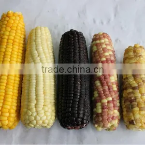 IQF Frozen Yellow Sweet Corn Kernels thumbnail-6