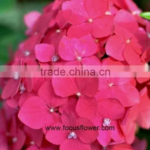 Fresh Cut Flowers Wholesale High Quality Cut Fresh Hydrangea With 50cm Long Stem thumbnail-3