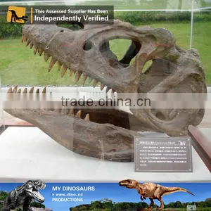 MY Dino-C085 Resin Dinosaur Head Skeleton thumbnail-3