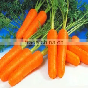 Buy Chinese Carrot thumbnail-1