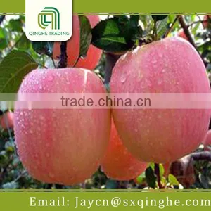 Plastic Decorative Small Red Apples Made in China thumbnail-3