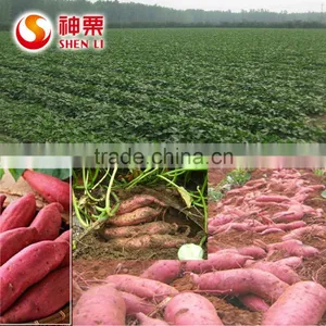 Ready to Eat Potatos Snacks Natural Sweet and Healthy Snacks thumbnail-2