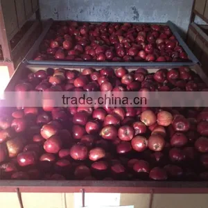 Red Delicious Variety and Common Cultivation Type Red Delicious Apple Avilable in Bulk thumbnail-3