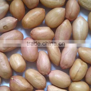 Java Peanut thumbnail-1