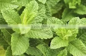 Natural Spearmint Oil/ Spearmint Essential Oil/ Spearmint Oil Price thumbnail-3