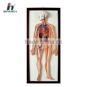 Relief Model of Blood Circulation thumbnail-1